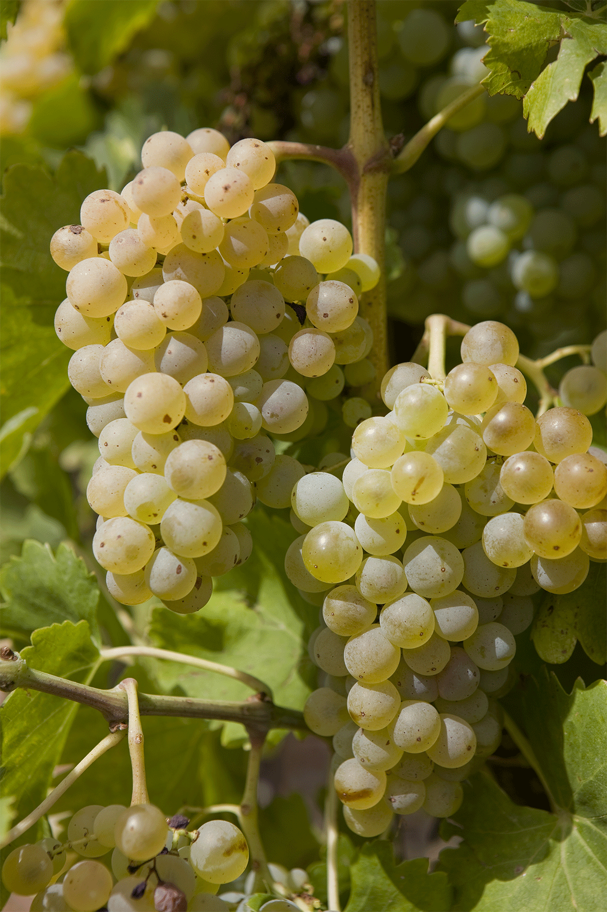 Grenache Blanc