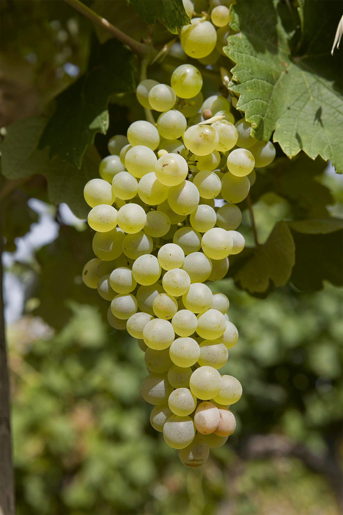 Clairette Blanc
