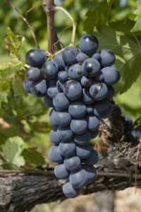 Cinsault