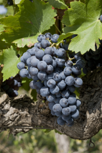 Grenache Noir