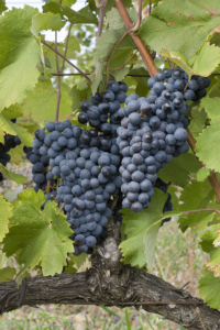 Mourvèdre