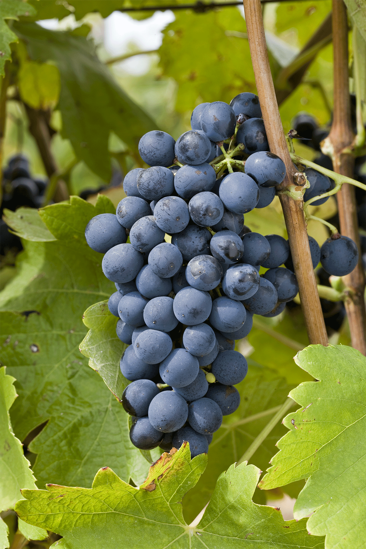 Syrah Noir