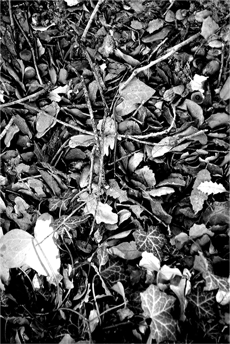 modif_0017_feuilles2.jpg